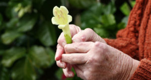 A close-up of an older woman's hands holding a yellow flower