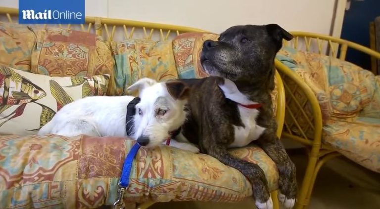 Two dogs sit on a couch